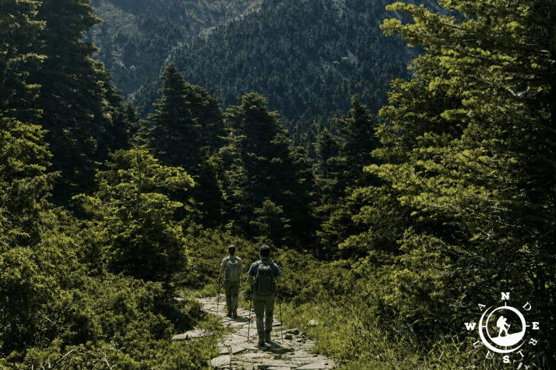 Πεζοπόροι της Wanderlust διασχίζουν το πλακόστρωτο μονοπάτι στο πυκνό ελατοδάσος της Δίρφυος
