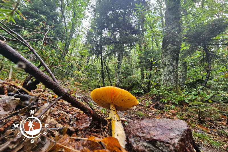 dirfis peak hiking forest path 03