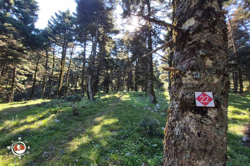 Σήμανση μονοπατιού μέσα στο ελατόδασος του Ελικώνα κατά την ανάβαση προς την Παλιοβούνα