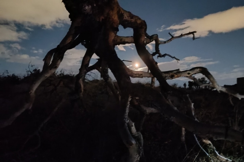 Η Πανσέληνος ανάμεσα στα κλαδιά δέντρου στο Ποικίλο Όρος