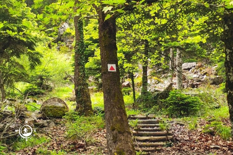 Forest trail among trees on Mount Parnitha