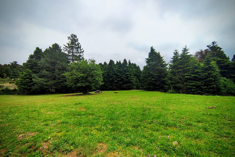 The Mola Plateau in Mount Parnitha surrounded by fir forest