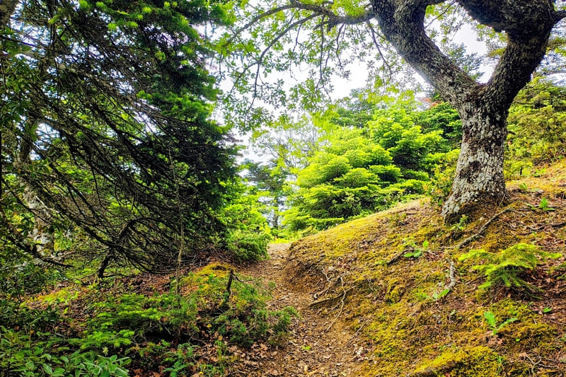 Fir forest hiking trail in Mount Parnitha National Park
