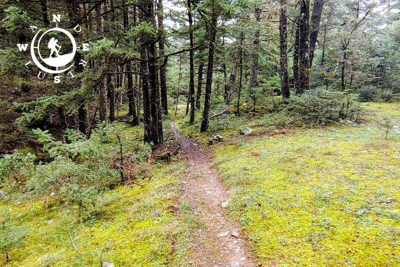 Δασικό μονοπάτι μέσα σε ελατόδασος στο Μαίναλο κατά τη διαδρομή Ροεινό Αλωνίσταινα