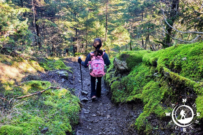Πεζοπορία σε σκιερό μονοπάτι ελατόδασους στο Μαίναλο Αρκαδίας