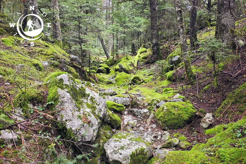 Ξύλινες πινακίδες κατεύθυνσης προς Αλωνίσταινα σε δασικό μονοπάτι του Μαινάλου στην Αρκαδία