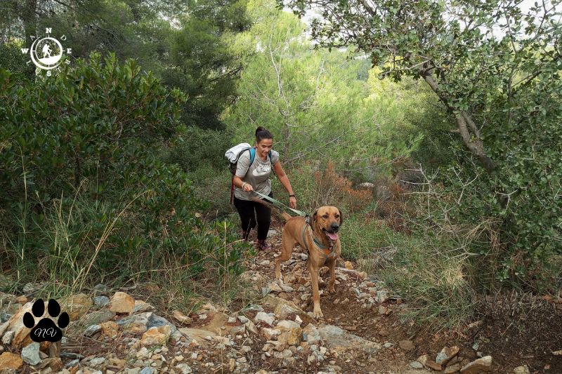 Woman walking up a rocky trail on Mount Hymettus with a brown dog on a leash.