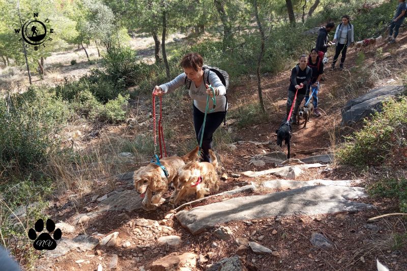 Group of hikers with dogs walking up a trail with stone steps on Mount Hymettus.