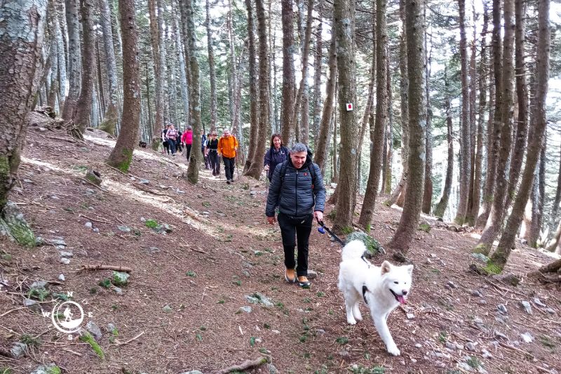 Hiker with a dog in the fir forest of Steni, Evia