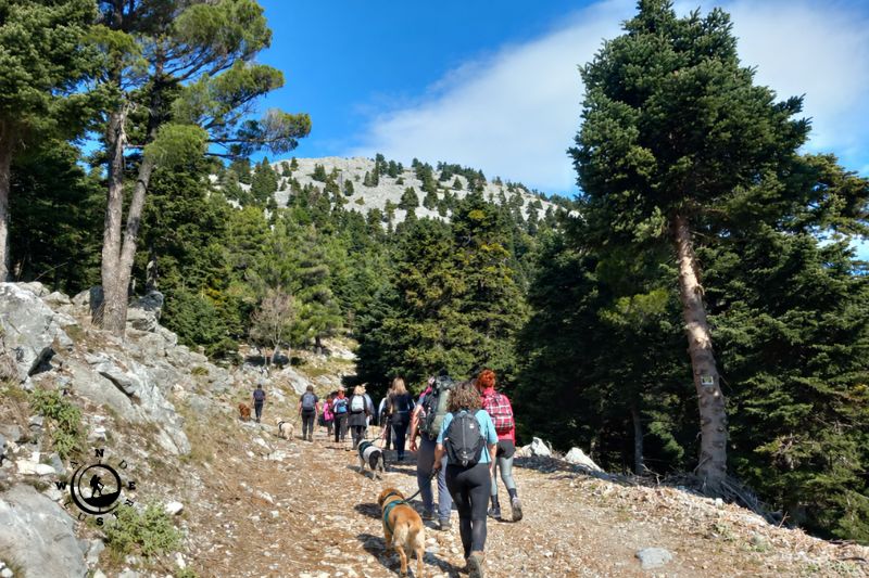 Group of hikers on a forest trail in Steni, Evia