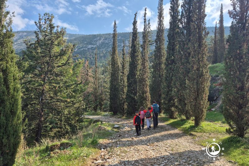 Ομαδική πεζοπορία σε δασικό μονοπάτι με κυπαρίσσια στον Υμηττό