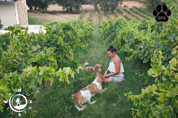 Dog workshop in Abelon Ktima Britziki