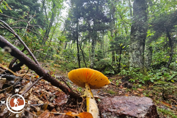 Μανιτάρι στο Μαίναλο μέσα σε φθινοπωρινό ελατοδάσος