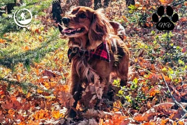 Σκύλος σε φθινοπωρινό δάσος στο Δρυόδασος Μογγοστού κατά τη διάρκεια πεζοπορίας με το Wanderlust Outdoor Activities